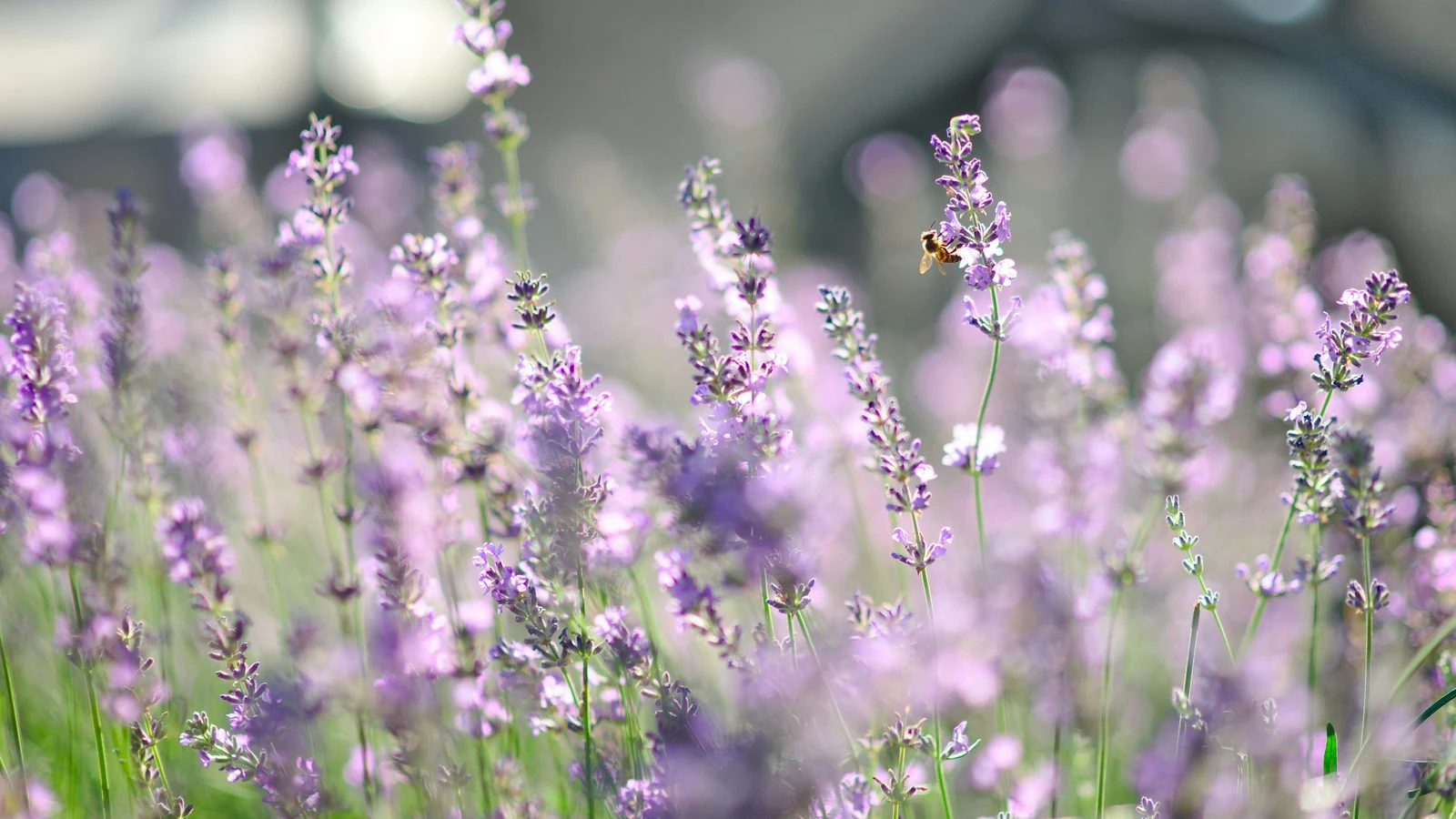 Flowering lavender field and pollinating honeybee