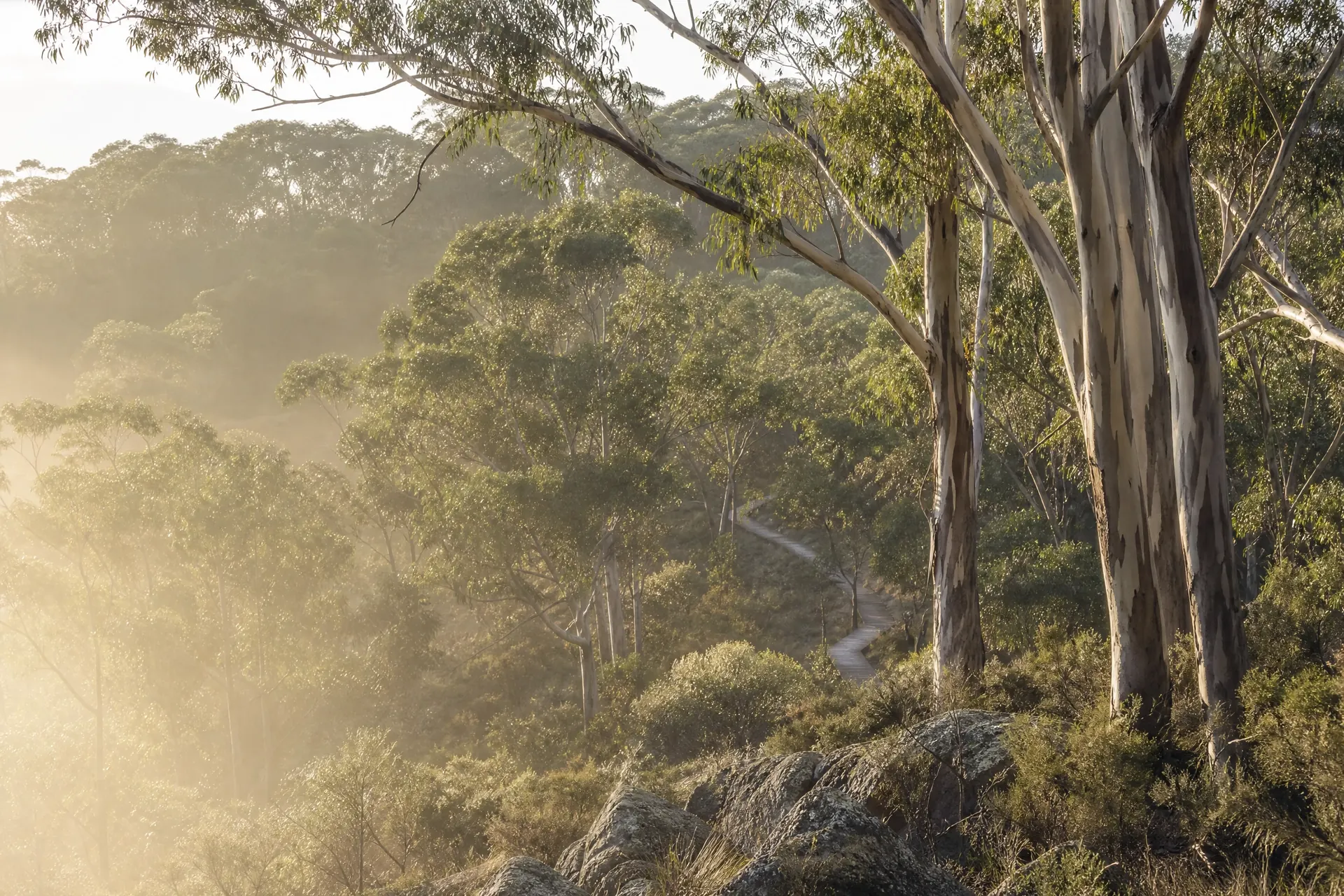 Early morning light through an Australian eucalyptus grove