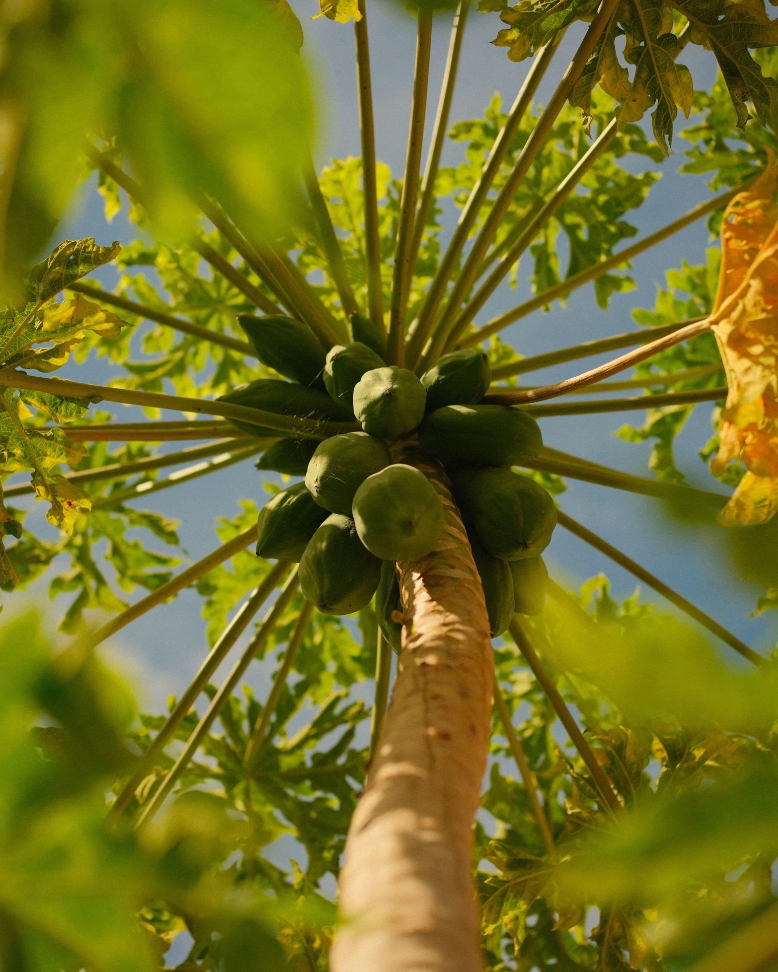 Authentic Australian Carica papaya (pawpaw) tree and fruit — foundational native ingredient of the SE™ Formula and PapayaActivs